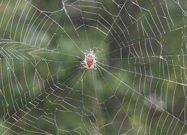 pink spider in the centre of cobweb