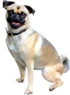 pug dog on white background