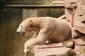 polar bear at the zoo