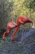 flamingo with bright plumage