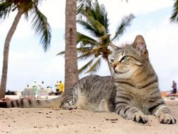 cat resting on beach