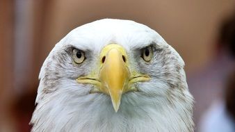 charming White Tailed Eagle