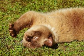 domestic cat basking in the sun