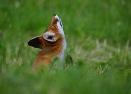 beautiful red fox in green grass