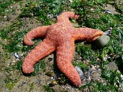 picture of the Starfish, canada