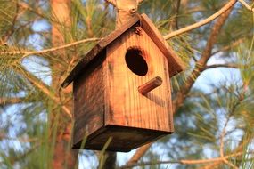 tree house for birds