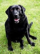 deliciously beautiful Labrador Pet