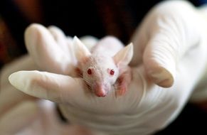 exceptional Animal Mouse