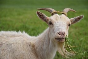 splendid Goat Animal