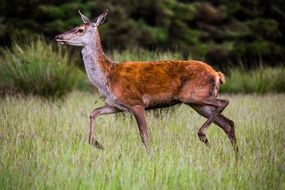 deer walking on the green grass