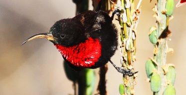 black bird with red breasts on a branch close-up on blurred background
