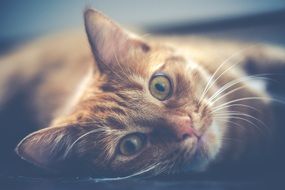 red cat with expressive eyes