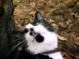 cat with a long mustache in nature