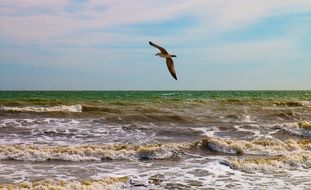 seagull with white wings flies over the sea