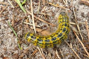 yellow green caterpillar on dry grass close up