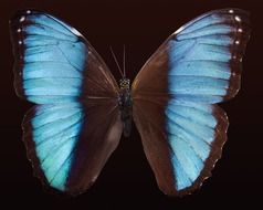 blue brown exotic butterfly