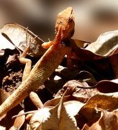 exotic lizard in dry foliage