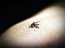 Mosquito Bite macro photo