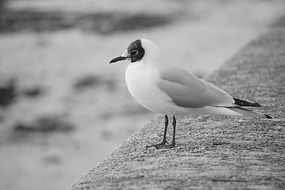 monochrome picture of beautiful Seagull stands on a stone