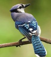 Blue Cristata bird on branch