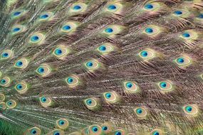 Peacock Feather close-up