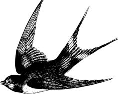 swallow drawing