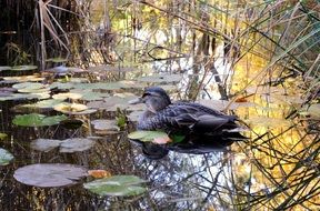Mallard in the mirroring pond