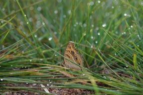 photo of the Butterfly on a grass