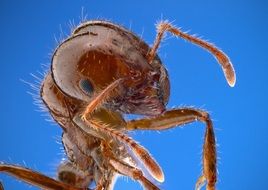 fire ant close up