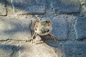 little sparrow on pavement