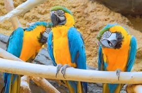 colorful huge parrots