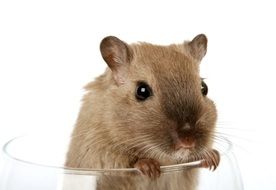 cute domestic mouse in the glass