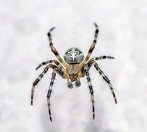 Closeup photo of Spider