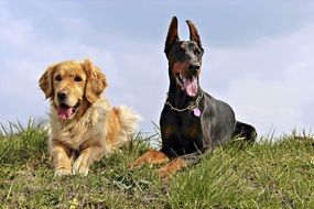 doberman and golden retriever on the meadow on a sunny day