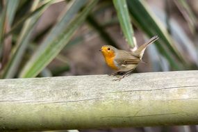 robin on the tree trunk