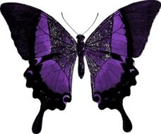 purple butterfly on white background