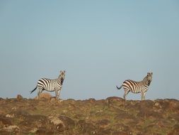 two zebras is walking in the wasteland, Africa