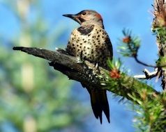woodpecker in the northern forest