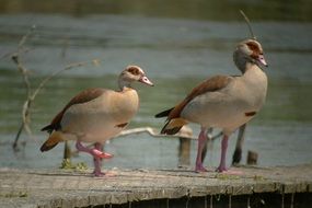 two Nile Geese