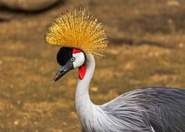 crane with a crown in the wild