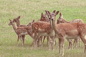 flock of fallow deer