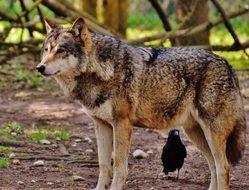 wolf in the zoo, germany, munich