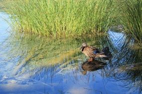 duck on the lake in nature