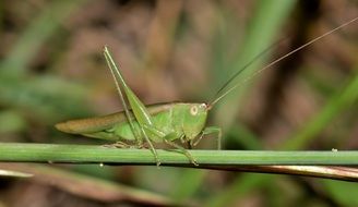 Meadow Katydid