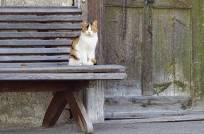 spotted cat on a bench