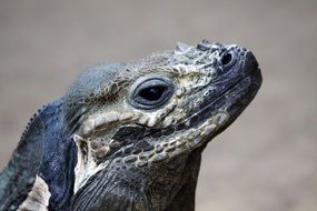 portrait of exotic Rhinoceros Iguana