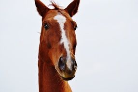 funny brown Horse frontal portrait