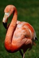 picture of the pink flamingo