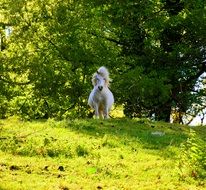 Picture of the dwarf horse