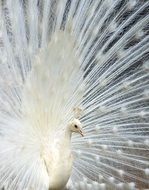 white peacock with open tail
